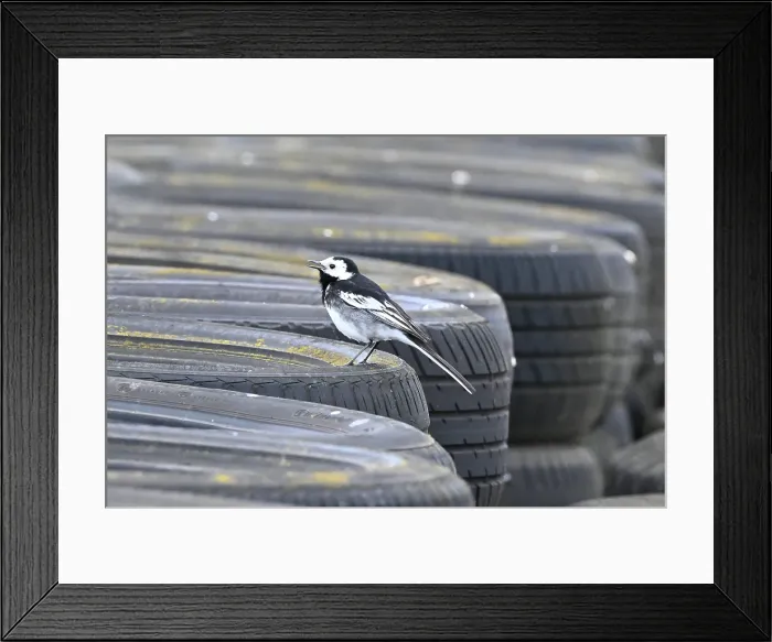 Framed Print : CZ2_6432 Wagtail on the tyrewall watching the racing.jpg Framed Print : CZ2_6432 Wagtail on the tyrewall watching the racing.jpg