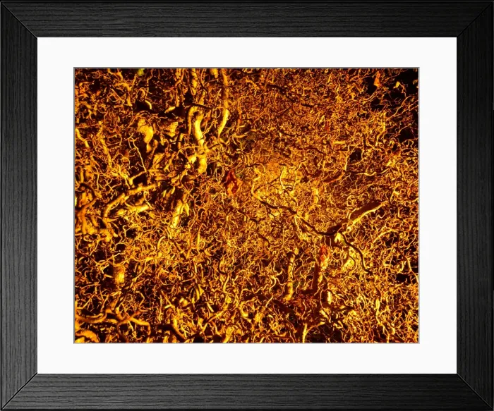 Framed Print : CJM 0095 Winter Lights Framed Print : CJM 0095 Winter Lights