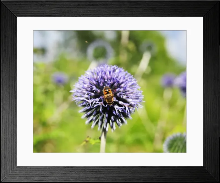 Framed Print : DSC1752 Bee on Allium Framed Print : DSC1752 Bee on Allium