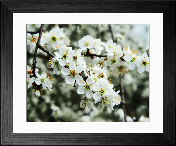 Framed Print : CJ1 1395 01 May Blossom Framed Print : CJ1 1395 01 May Blossom