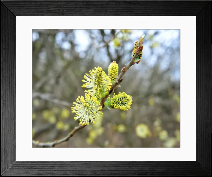 Framed Print : CJ1 1414 01 Willow Framed Print : CJ1 1414 01 Willow