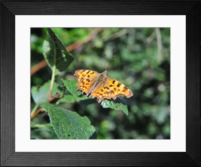 Framed Print : CJ1 8841 Comma butterfly, Polygonia c-album, Imperial ratio Framed Print : CJ1 8841 Comma butterfly, Polygonia c-album, Imperial ratio