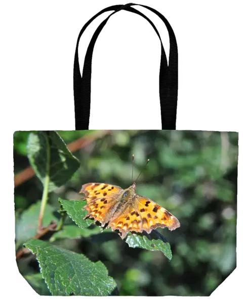 CJ1 8841 Comma butterfly A4 ratio