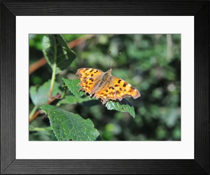 Framed Print : CJ1 8841 Comma butterfly A4 ratio Framed Print : CJ1 8841 Comma butterfly A4 ratio