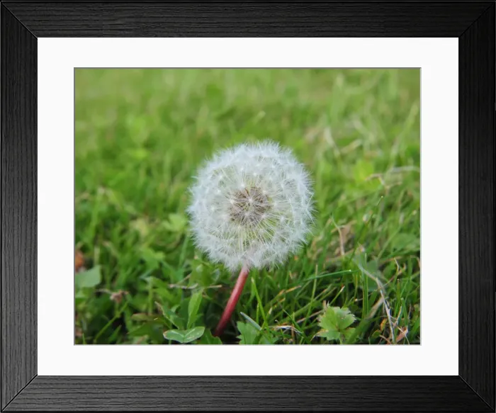 Framed Print : CJ1 9381 Dandelion Framed Print : CJ1 9381 Dandelion