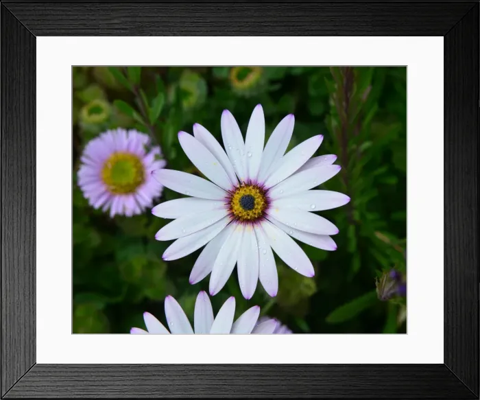 Framed Print : CJ3 8242 Aster Framed Print : CJ3 8242 Aster
