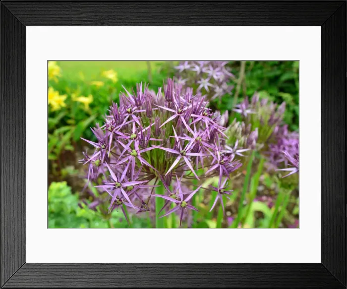 Framed Print : CJ3 8323 Allium flower Framed Print : CJ3 8323 Allium flower