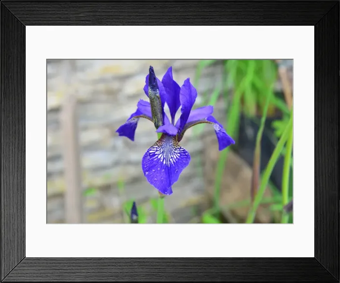 Framed Print : CJ3 8340 Iris Framed Print : CJ3 8340 Iris