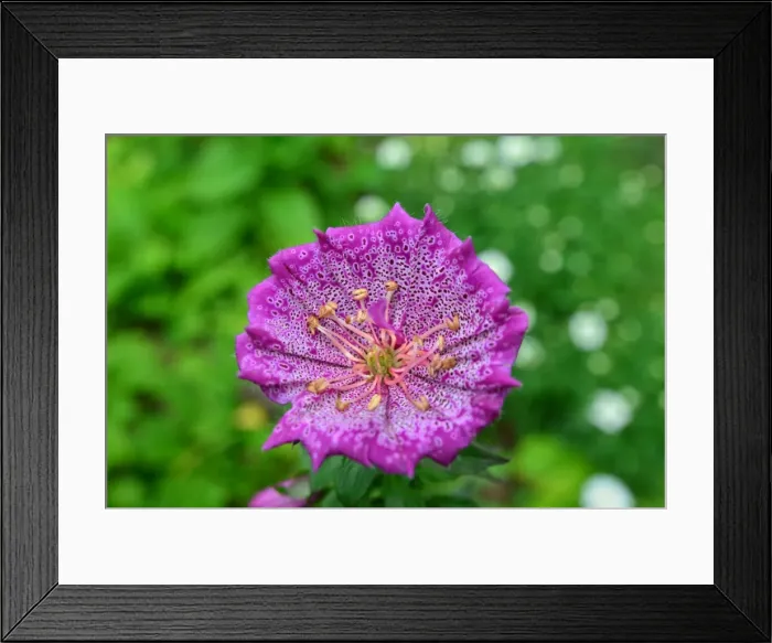 Framed Print : CJ3 8431 Foxglove Framed Print : CJ3 8431 Foxglove