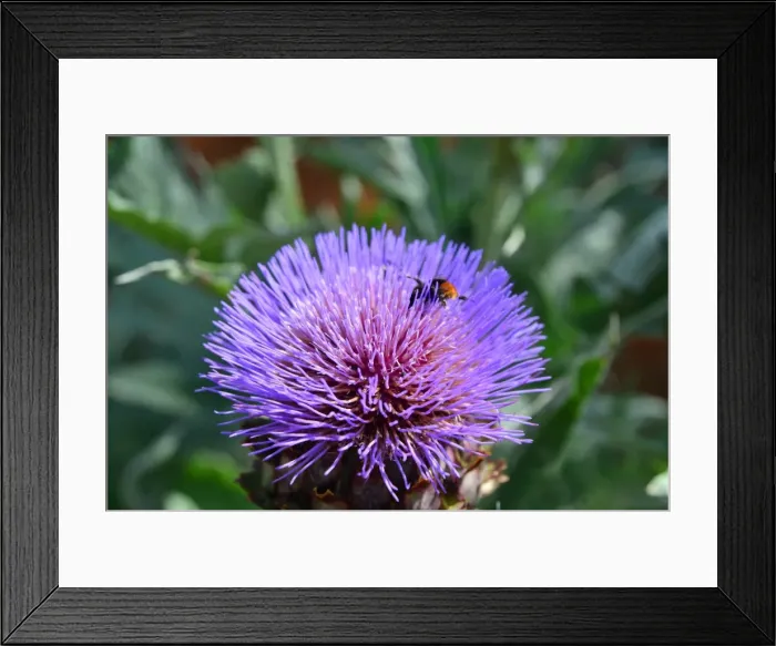 Framed Print : CJ4 4964 Bee on Cardoon flower Framed Print : CJ4 4964 Bee on Cardoon flower