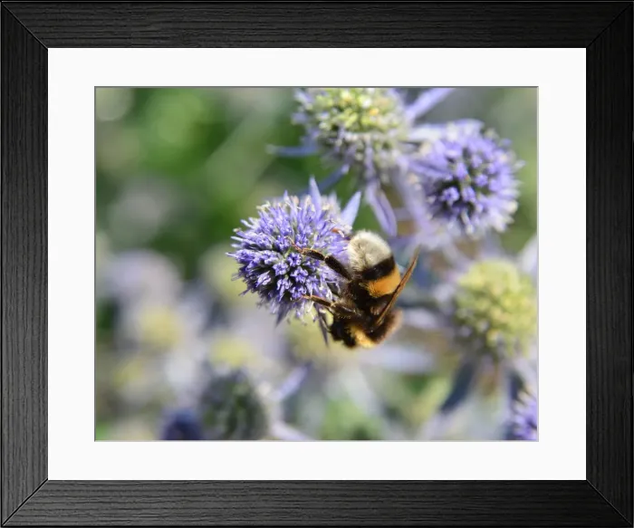 Framed Print : CJ4 5004 Bee on Sea Holly Framed Print : CJ4 5004 Bee on Sea Holly