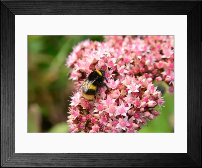 Framed Print : CJ4 6882 Bee Framed Print : CJ4 6882 Bee