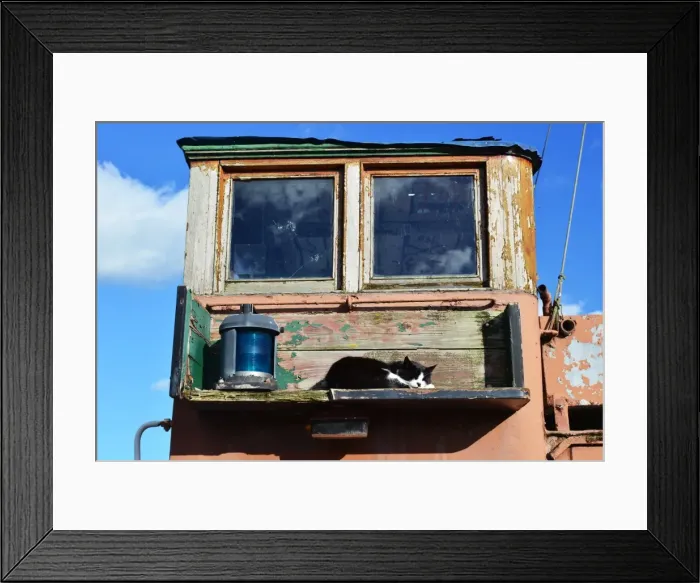 Framed Print : CJ5 2014 Its a cats life Framed Print : CJ5 2014 Its a cats life