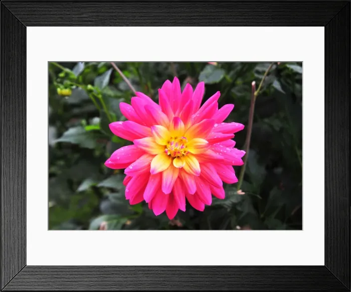 Framed Print : DSC 8687 Dahlia Pink Pastelle Framed Print : DSC 8687 Dahlia Pink Pastelle