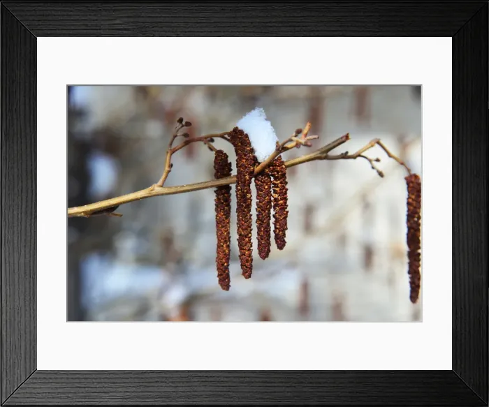 Framed Print : CJ3 3098 Melting snow on Catkins Framed Print : CJ3 3098 Melting snow on Catkins