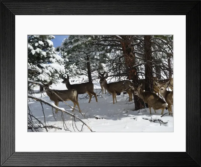 Framed Print : CJ3 3116 Herd of wild deer Framed Print : CJ3 3116 Herd of wild deer