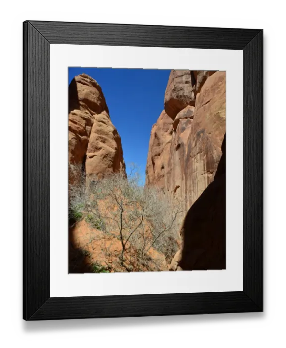 Framed Print : CJ3 3422 Hardy shrub Framed Print : CJ3 3422 Hardy shrub