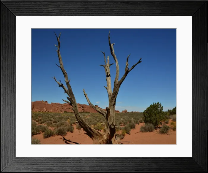 Framed Print : CJ3 3428 Lone Tree Framed Print : CJ3 3428 Lone Tree