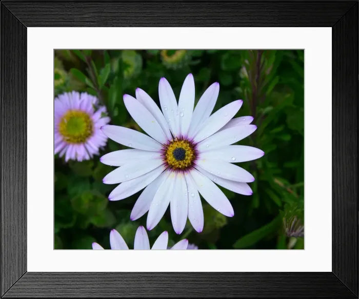 Framed Print : CJ3 8240 Aster × frikartii Wunder von Sta?fa AGM, Aster Framed Print : CJ3 8240 Aster × frikartii Wunder von Sta?fa AGM, Aster