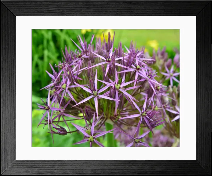 Framed Print : CJ3 8324 Allium, Allium Christophii Framed Print : CJ3 8324 Allium, Allium Christophii
