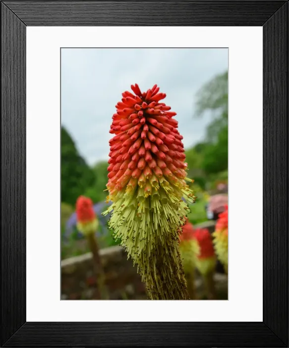 Framed Print : CJ3 8334 Kniphofia, Red Hot Poker Framed Print : CJ3 8334 Kniphofia, Red Hot Poker