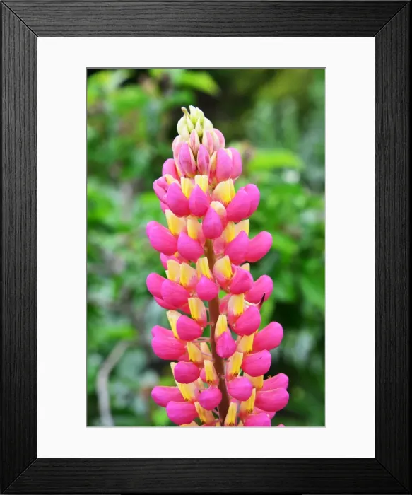 Framed Print : CJ3 8463 Snap Dragon, Antirrhinum Framed Print : CJ3 8463 Snap Dragon, Antirrhinum