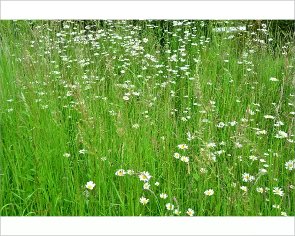 CJ3 8456 Wild Flower Meadow