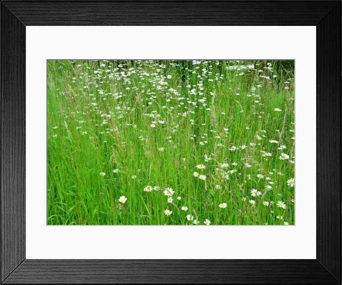 Framed Print : CJ3 8456 Wild Flower Meadow Framed Print : CJ3 8456 Wild Flower Meadow
