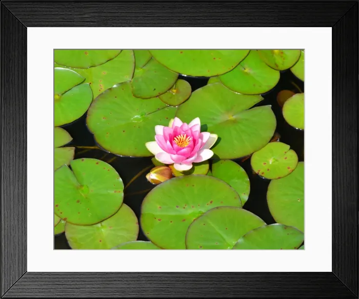 Framed Print : CJ3 8505 Water Lily Framed Print : CJ3 8505 Water Lily