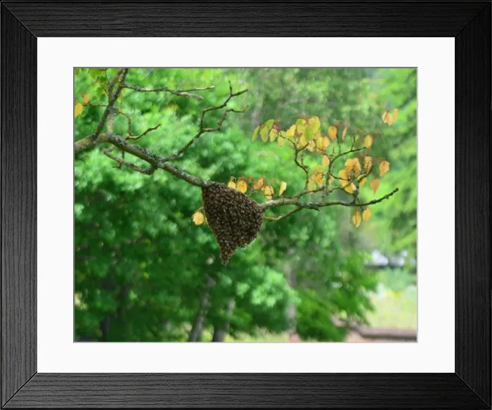 Framed Print : CJ3 8508 Escaped Bees Framed Print : CJ3 8508 Escaped Bees