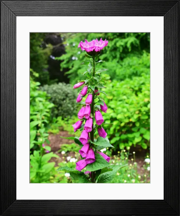 Framed Print : CJ3 8439 Foxglove, Digitalis Framed Print : CJ3 8439 Foxglove, Digitalis