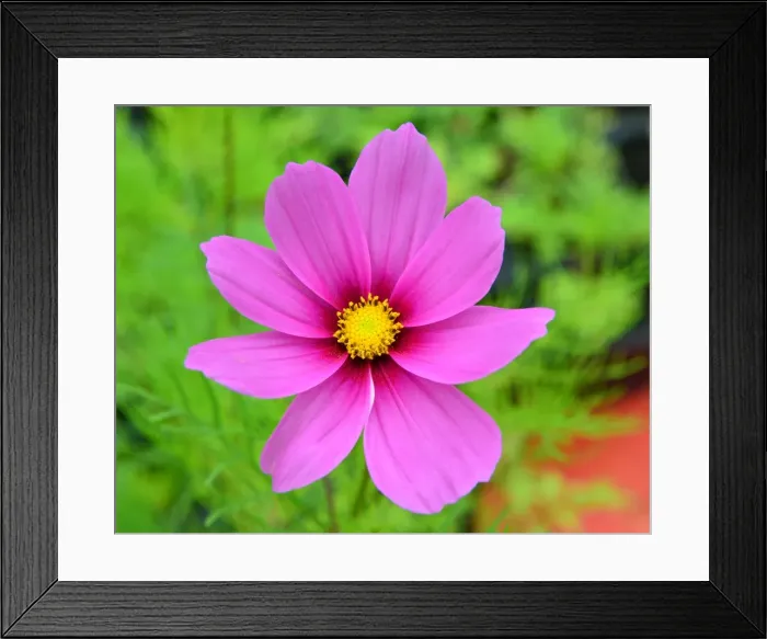 Framed Print : CJ3 8453 Anemone japonica Framed Print : CJ3 8453 Anemone japonica