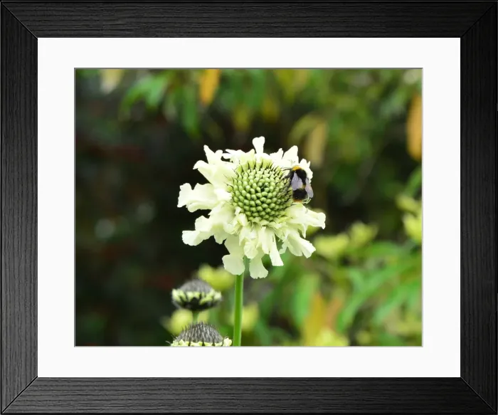 Framed Print : CJ3 8461 bee collecting pollen Framed Print : CJ3 8461 bee collecting pollen