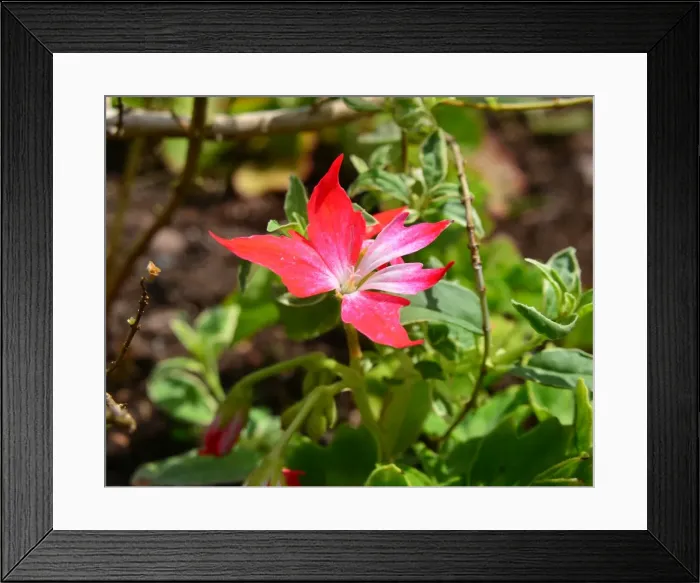 Framed Print : CJ3 8496. Flowers, blooms, Exmoor June 2013 Framed Print : CJ3 8496. Flowers, blooms, Exmoor June 2013