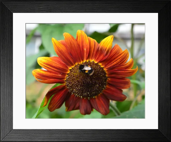 Framed Print : CJ4 5954 Bee on a helenium autumnale Framed Print : CJ4 5954 Bee on a helenium autumnale