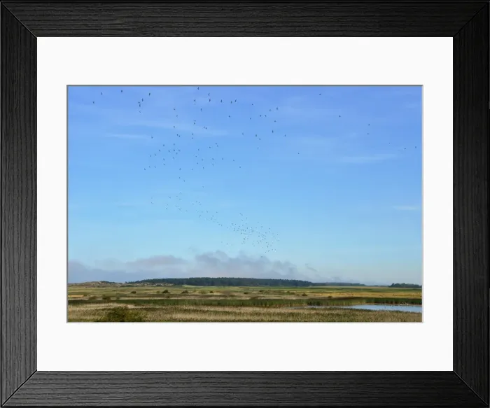 Framed Print : CJ4 6132 Bird filled Norfolk skies Framed Print : CJ4 6132 Bird filled Norfolk skies