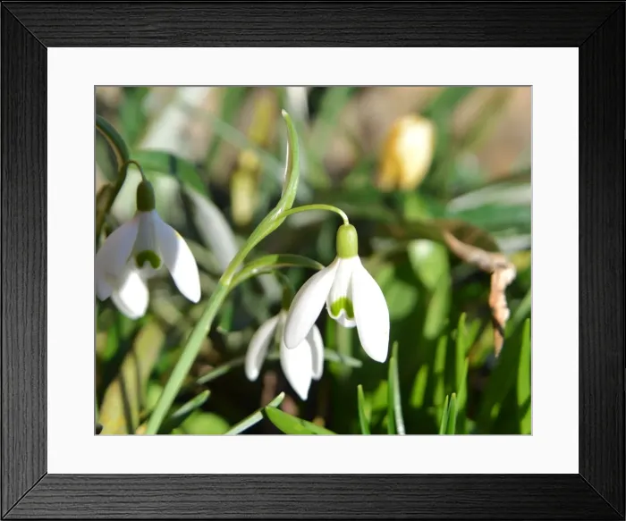 Framed Print : CJ5 3322 Snow Drops, galanthus Framed Print : CJ5 3322 Snow Drops, galanthus