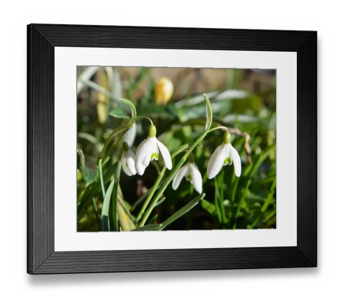 Framed Print : CJ5 3323 Snow Drops, galanthus Framed Print : CJ5 3323 Snow Drops, galanthus