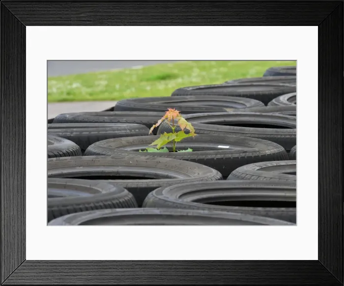 Framed Print : CM2 8132 Tree in a tyre Framed Print : CM2 8132 Tree in a tyre