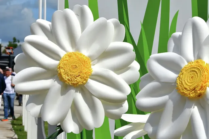 Rights Managed : CJ14 2613 Big white daises