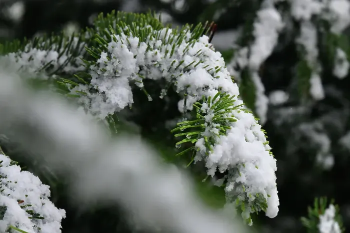 Rights Managed : CJ14 7524 Snow on pine needles Rights Managed : CJ14 7524 Snow on pine needles