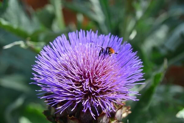 CJ4 4964 Bee on Cardoon flower