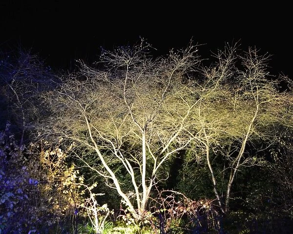 CJ5 6682 Illuminated tree