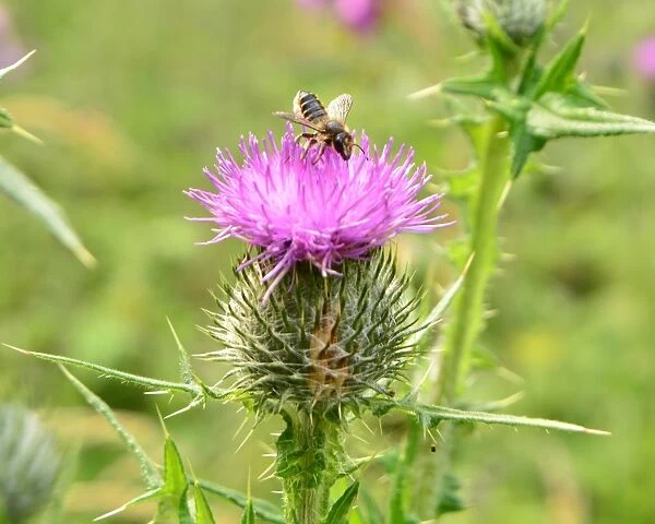 CJ6 5920 Bee on a thistle