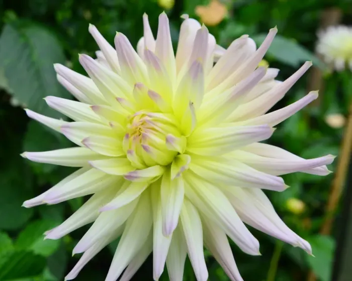 Framed Print : CJ7 0490 Dahlia, Eastwood Moonlight Framed Print : CJ7 0490 Dahlia, Eastwood Moonlight