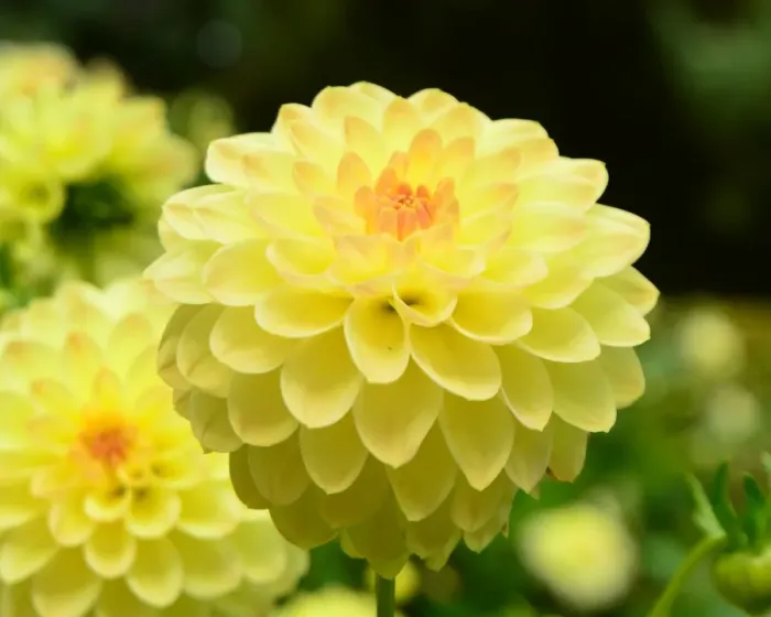 Framed Print : CJ7 0495 Dahlia, Woodside Finale Framed Print : CJ7 0495 Dahlia, Woodside Finale