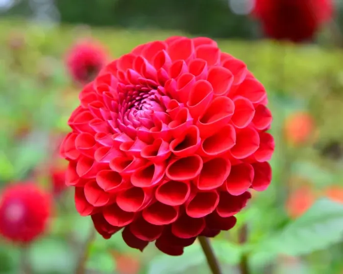 Framed Print : CJ7 0504 Dahlia, Anelog Framed Print : CJ7 0504 Dahlia, Anelog