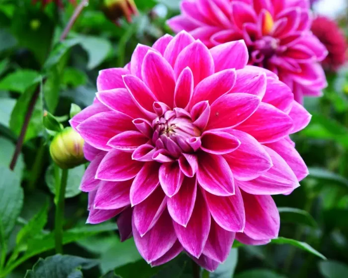 Framed Print : CJ7 0509 Dahlia, Purple Pearl Framed Print : CJ7 0509 Dahlia, Purple Pearl