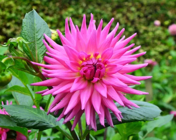 Framed Print : CJ7 0512 Dahlia, Parkland Rave