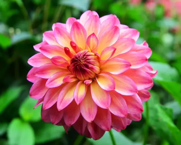 Rossendale Flamenco Dahlia Print. Art Prints, Posters & Puzzles